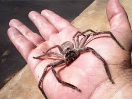 Brown recluse spiders often appear during the wintertime because pests are overwintering in your home. How To Kill Brown Recluse Spiders Spider Spray Insecticide For Extermination