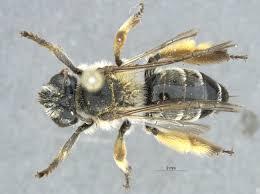 Image result for Corycium dracomontanum