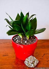 Repotting Sansevieria Hahnii Bird S Nest Snake Plant Easy Care Indoor Plants Snake Plant Sansevieria