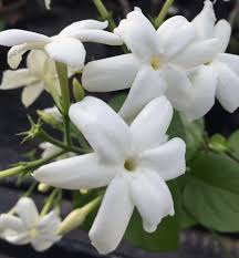 Check spelling or type a new query. Jasminum Sambac Fibrex Nurseries Ltd
