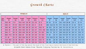 Brt Puppy Growth Chart Puppy Growth Chart Black Russian