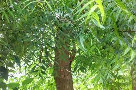 Most Oxygen Producing Trees Around Us