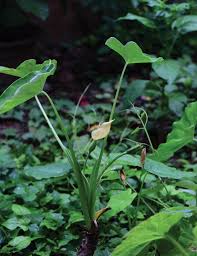 Image result for Sericanthe chimanimaniensis