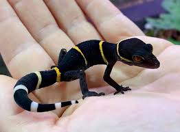 The government employees insurance company is an american auto insurance company with headquarters in chevy chase, maryland. Northern Bred Geckos Home Facebook