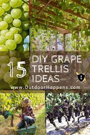 15 Sturdy Grape Vine Trellis Design Ideas For Your Backyard Arbor Outdoor Happens Grape Vine Trellis Grape Vine Plant Grape Plant