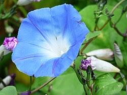 Image result for Ipomoea polymorpha