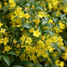 Check spelling or type a new query. Jasminum Humile Revolutum Jasmine Jasmine Flower Flower Seeds Plants