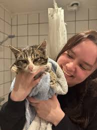 Lille Ray ble funnet i en vedstabel, han var heldig som ble oppdaget i tide  ❣️🐾 #Dyrevelferd #katt #dyrevenn #katter