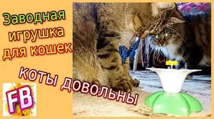 vse koty igrayut s letayushej babochkoj zavodnaya igrushka dlya koshek youtube