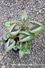 Image result for Persicaria nepalensis