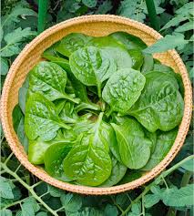 Image result for Basella