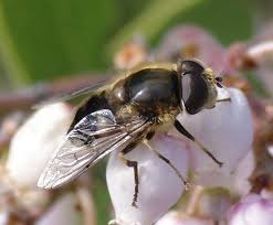 Fly that looks like a bee. Syrphid Flies