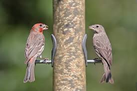 Small grey bird with red head. Birds Of Quail Valley And Fort Bend Year Round Birds