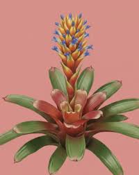 Image result for Bromeliaceae