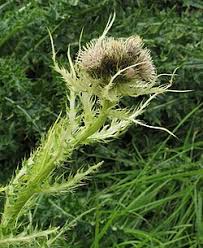 Image result for Cirsium  buchwaldii