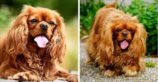 Born 14 november 1948) is the heir apparent to the british throne as the eldest son of queen elizabeth ii. Alle 28 Spaniel Rassen Mit Bildern 2021 Hunde Zauber