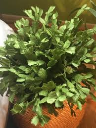 Their beautiful flowers, long bloom time, and easy care requirements make them a wonderful plant. Wrinkly Christmas Cactus What S Wrong Plantclinic