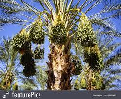 We did not find results for: Picture Of Dates Ripening On The Palm Trees