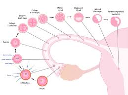 Charting your menstrual cycle will also increase your chances of getting pregnant. How To Get Pregnant When You Ve Been Trying With No Success Rma