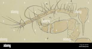 Matli hi-res stock photography and images