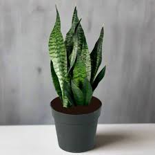 Image result for Sansevieria
