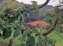 Image result for Acalypha polymorpha