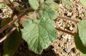 Image result for Chrozophora plicata