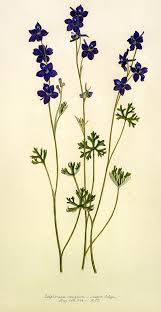 Larkspur July Birth Flower Larkspur Flower Tattoos Larkspur Tattoo Violet Flower Tattoos