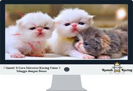 Assalammualaikum Wr Wb Selamat Pagi Semua Para Pecinta Kucing Sedunia Saya Pengasuh Kucing Di Website Rumahkucing Co Id Yang Akan Kucing Adopsi Kucing Hewan