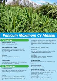 Image result for Panicum maximum