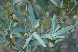 Image result for Rhoicissus revoilii