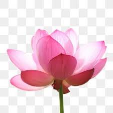 Beautiful Lotus Png Lotus Flower Png Transparent Clipart Image And Psd File For Free Download In 2020 Lotus Art Watercolor Flower Background Flower Png Images