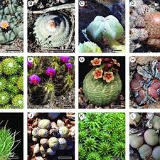 I started to grow cacti and succulents from seed and acquired a few plants back in 1970. Pdf To Converge Or Not To Converge In Environmental Space Testing For Similar Environments Between Analogous Succulent Plants Of North America And Africa