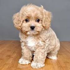 Our pups are so sweet, do not shed, have been pretty quick to learn. 34 Cavachon Cavapoo Ideas Cavachon Cavapoo Cavachon Puppies