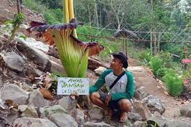 Hasil diatas adalah hasil pencarian dari anda bunga bangkai raksasa mp3 dan menurut kami yang paling cocok adalah bunga bangkai. Bunga Bangkai Bunga Raksasa Langka Telah Mekar Di Air Terjun Tirai Antara News