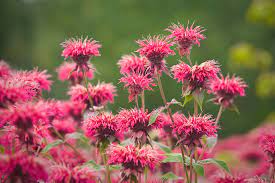 Lysimachia makes a good cut flower and with amsonia and platycodon boasts some of the most striking fall color to be had in a perennial garden. Controlling Plant Thugs Overly Aggressive Plants