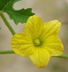 Image result for Cucumis zeyheri