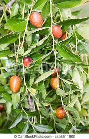 Also called chinese dates, jujube fruit can be eaten fresh or dried, are very sweet and so good for you. Jujube Tree Jujube Ziziphus Zizyphus Fruit Tree Of Mediteranean Countries Canstock