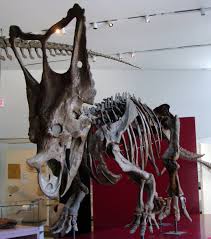 Chasmosaurus Wikipedia Tyrannosaurus vs triceratops, torosaurus, styracosaurus, pentaceratops & chasmosaurus (1080p 60fps). chasmosaurus wikipedia