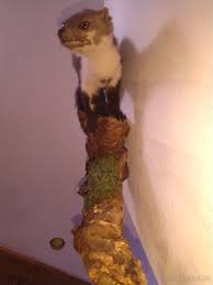 Image result for kuna lesní obrázky