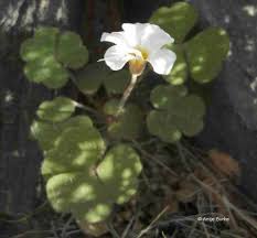 Image result for Corbichonia rubriviolacea