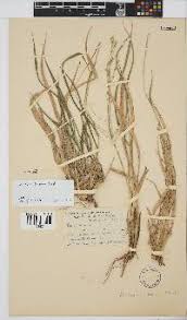 Image result for Panicum pilgerianum