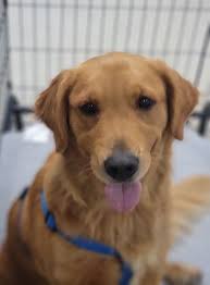 Lost golden retriever found near Colburn Culver Rd