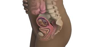 14 Semanas De Gravidez Babycenter