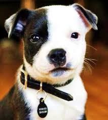 Kizer graduated in 2002 from the university of minnesota college of veterinary medicine. Renew Your Eagan Dog License In 2014 Eagan Mn Patch