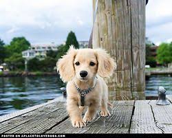 Pin Op Doxie Pawparazzi