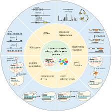 Investigation of Genome Biology by Synthetic Genome Engineering