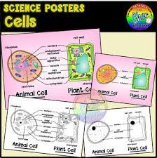 Maybe you would like to learn more about one of these? Plant And Animal Cells Poster Worksheets Teachers Pay Teachers