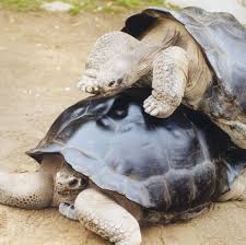 From middle english tortuse, tortuce, tortuge, from medieval latin tortuca, of uncertain origin. This Celebrity Tortoise Breakup Is Honestly Very Inspiring