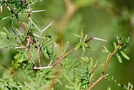 Image result for Acacia borleae